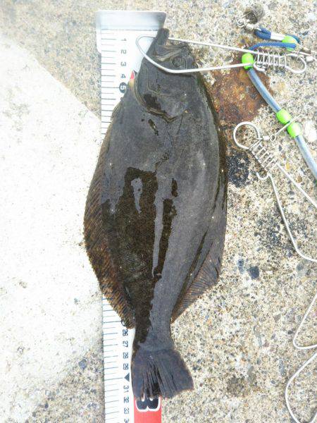 阿南市の辰巳でタチウオとヒラメ