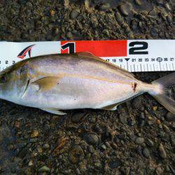 阿南市の辰巳でツバスとシオ