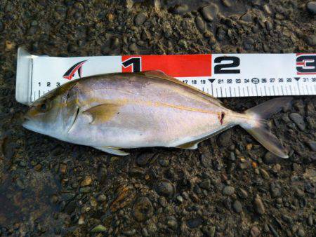 阿南市の辰巳でツバスとシオ