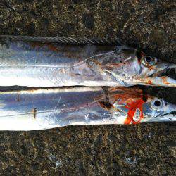 阿南市の辰巳でタチウオとツバス