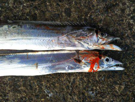 阿南市の辰巳でタチウオとツバス