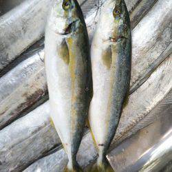 阿南市の辰巳でタチウオとツバス