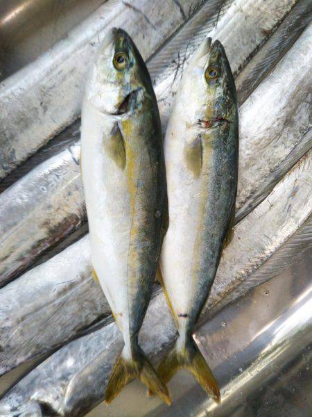 阿南市の辰巳でタチウオとツバス