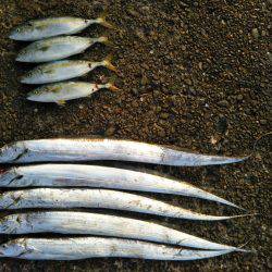 阿南市の辰巳でタチウオテンヤとツバス