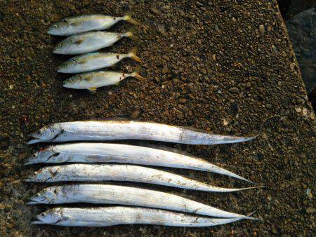 阿南市の辰巳でタチウオテンヤとツバス