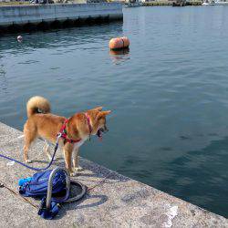 夏の小アジ釣り日和