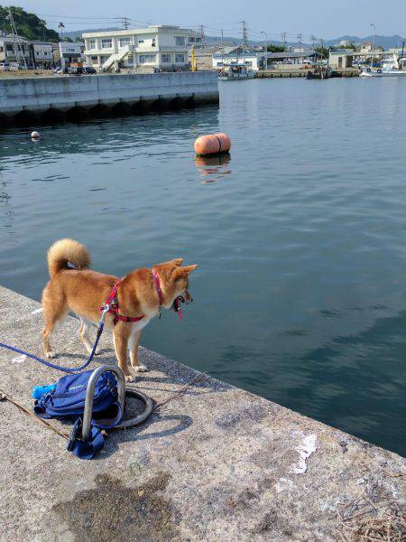 夏の小アジ釣り日和