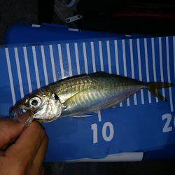 ジグサビキとメバル終了