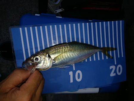 ジグサビキとメバル終了