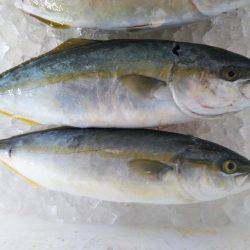 阿南市の辰巳でタチウオテンヤとツバス