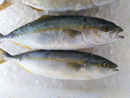 阿南市の辰巳でタチウオテンヤとツバス