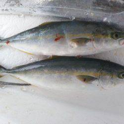 阿南市の辰巳でタチウオとツバス