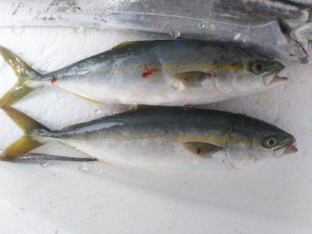 阿南市の辰巳でタチウオとツバス