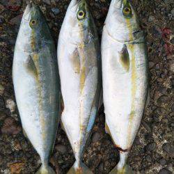 阿南市の辰巳でタチウオとツバス