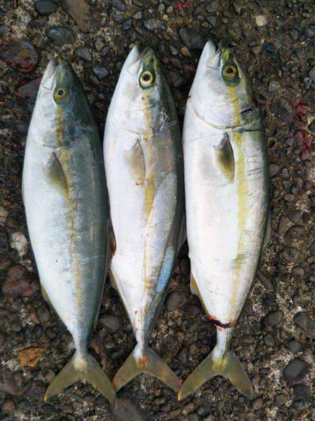 阿南市の辰巳でタチウオとツバス