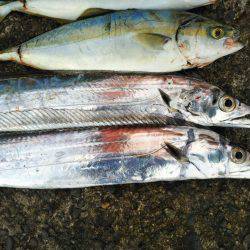 阿南市の辰巳でタチウオとツバス