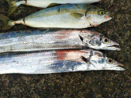 阿南市の辰巳でタチウオとツバス