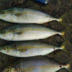 阿南市の辰巳でタチウオとツバスとシオ