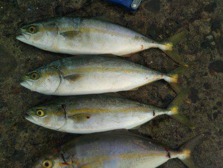 阿南市の辰巳でタチウオとツバスとシオ