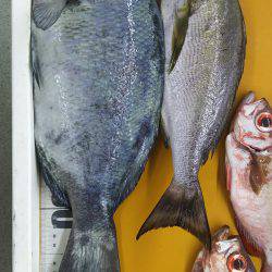 ひさびさのフカセ釣り