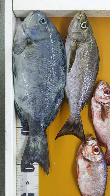 ひさびさのフカセ釣り