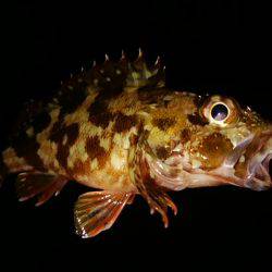 ガシラに会いに