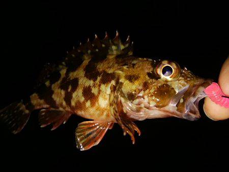 ガシラに会いに