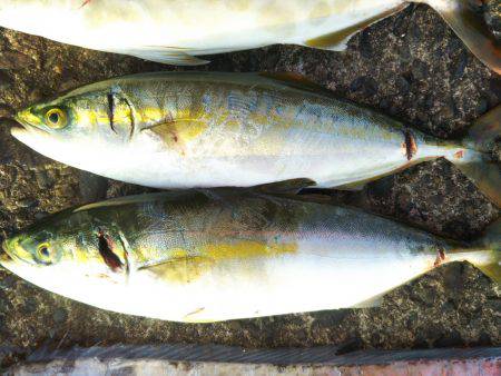 阿南市の辰巳でタチウオとツバスとシオ