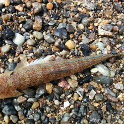 久しぶりの和歌山