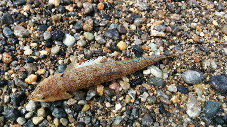 久しぶりの和歌山