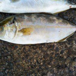 阿南市の辰巳でツバスとシオ