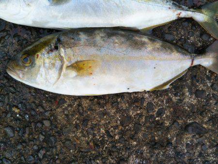 阿南市の辰巳でツバスとシオ