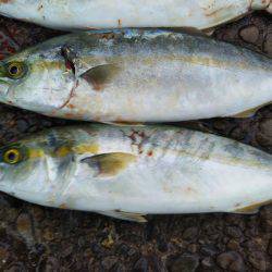 阿南市の辰巳でタチウオとツバスとシオ