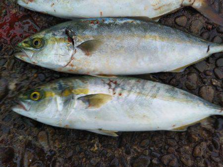 阿南市の辰巳でタチウオとツバスとシオ