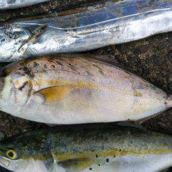 阿南市の辰巳でタチウオとツバスとシオ