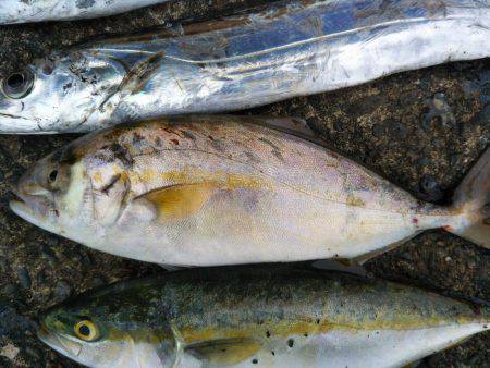 阿南市の辰巳でタチウオとツバスとシオ