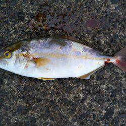 阿南市の辰巳でツバスとシオ