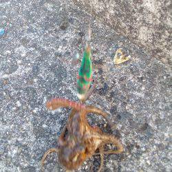 タコのシーズン始まってますよ！