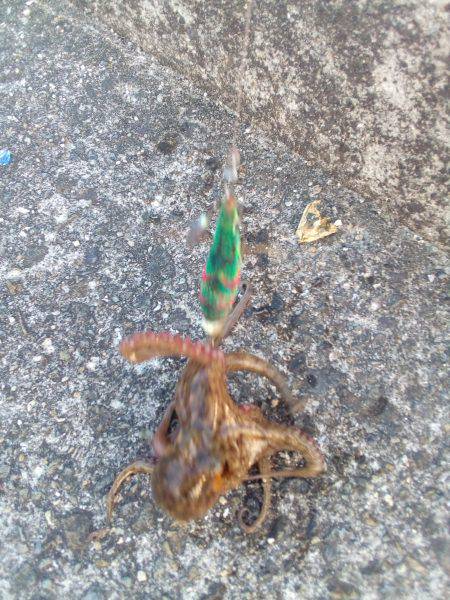 タコのシーズン始まってますよ！