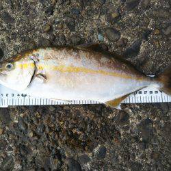 阿南市の辰巳でツバスとシオ