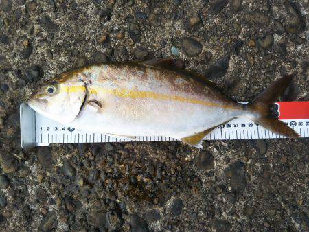 阿南市の辰巳でツバスとシオ