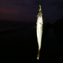 ジグサビキ、ワインド