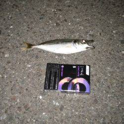 アジング+フラットフィシュ