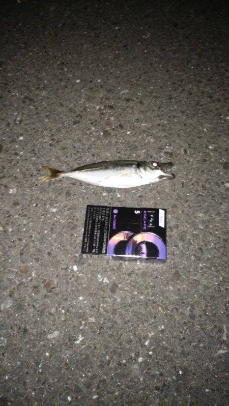 アジング+フラットフィシュ