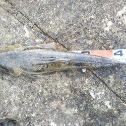 阿南市の辰巳でタチウオとマゴチ