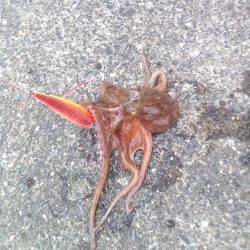 泉ダコを釣るならここがおすすめです。