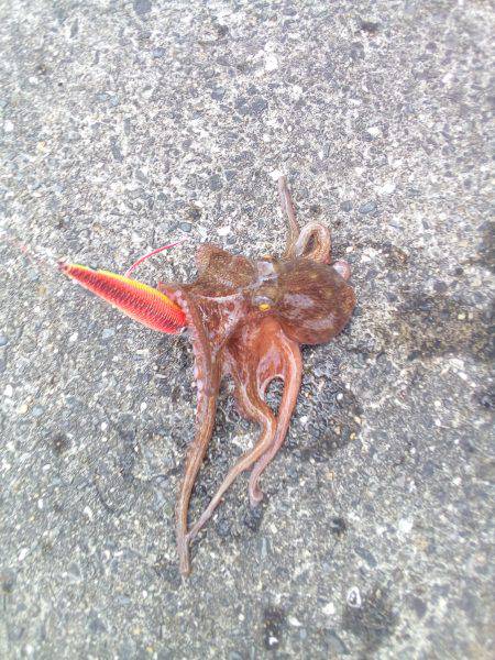 泉ダコを釣るならここがおすすめです。