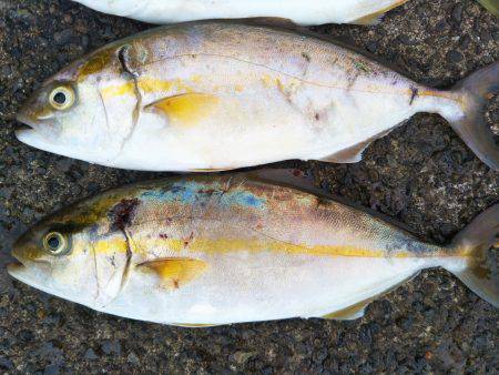 阿南市の辰巳でツバスとシオ