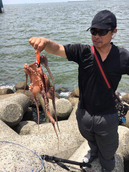 タコ調査第二弾