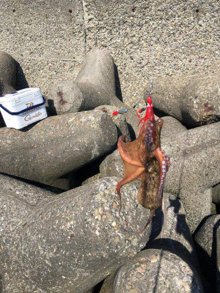 仕事終わりにオクトパッシング